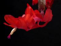 Thumbnail of 1959_Schlumbergera Hybride rot_20161128_02(1).JPG